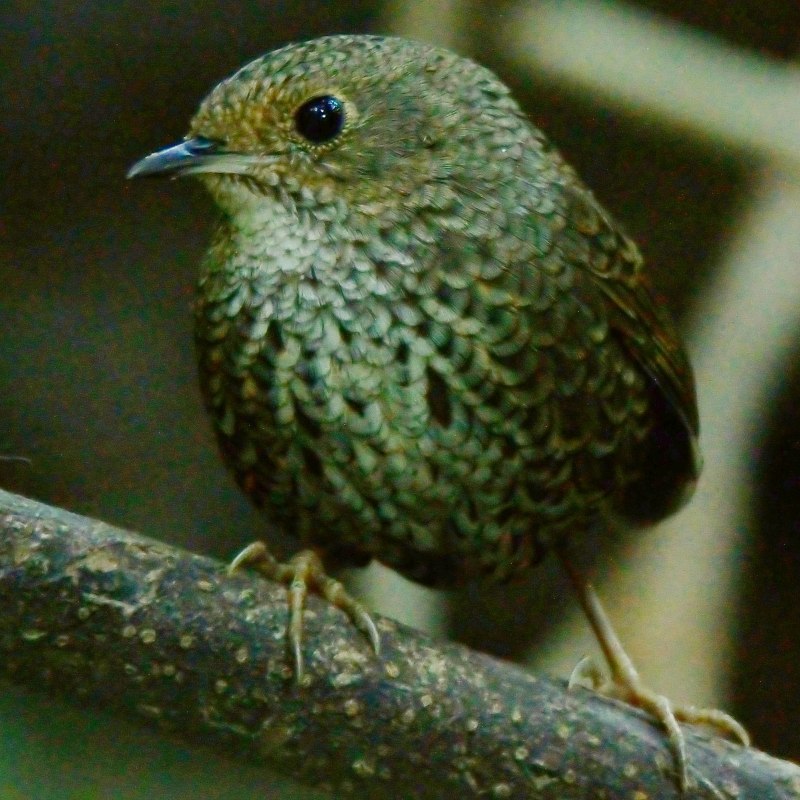 Pnoepyga Immaculata
