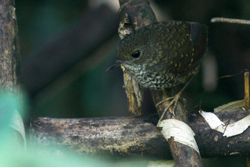 Pnoepyga albiventer