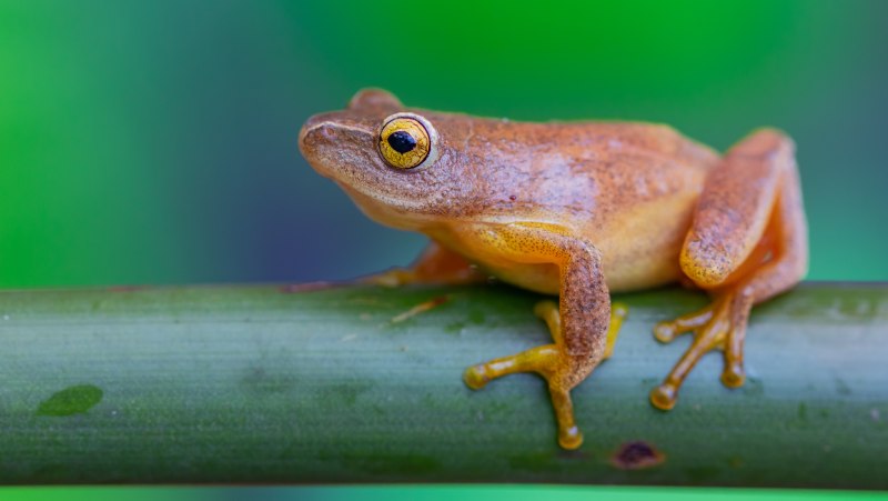 Белковая лягушка Hyla squirella