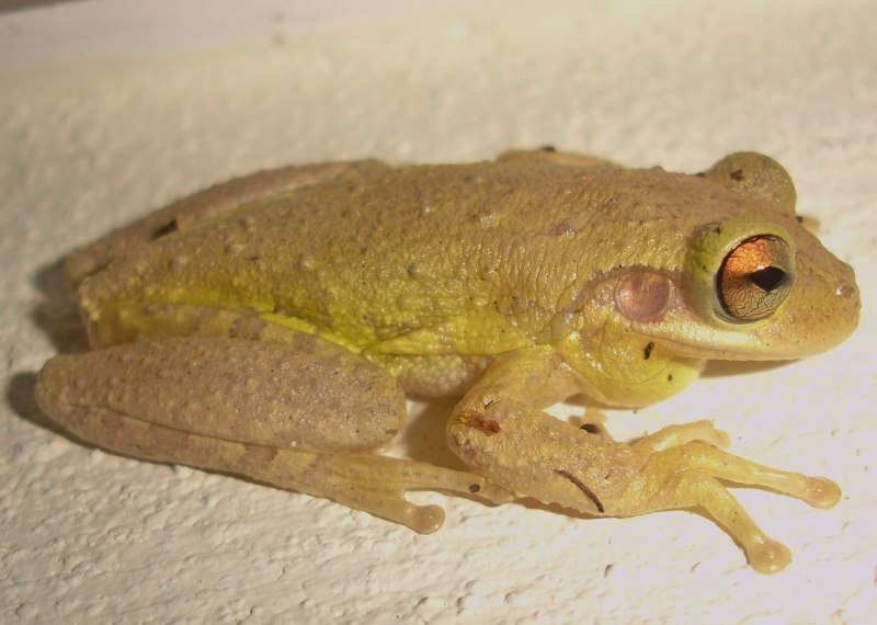 Osteopilus septentrionalis