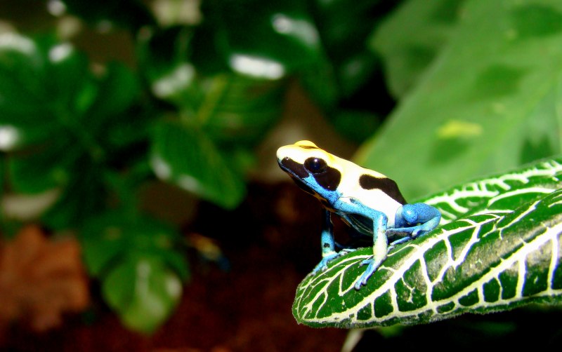 Dendrobates tinctorius Capurgana