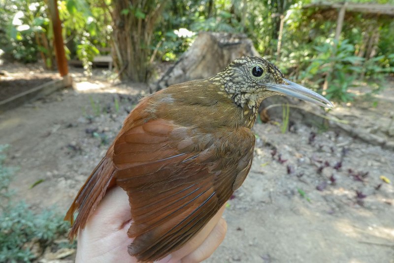 Амазонский мечеклювый древолаз / Xiphorhynchus spixii