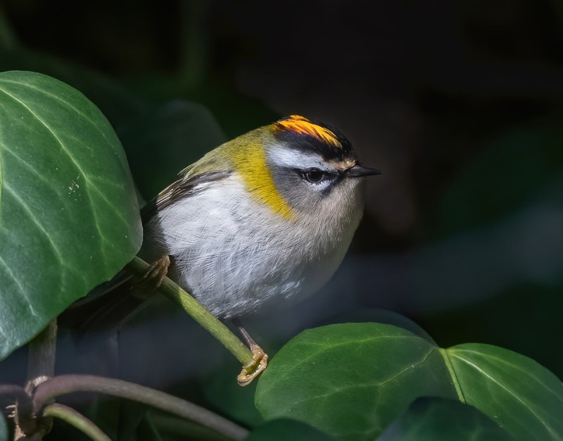 Regulus ignicapillus