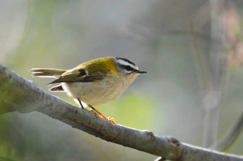Regulus ignicapillus
