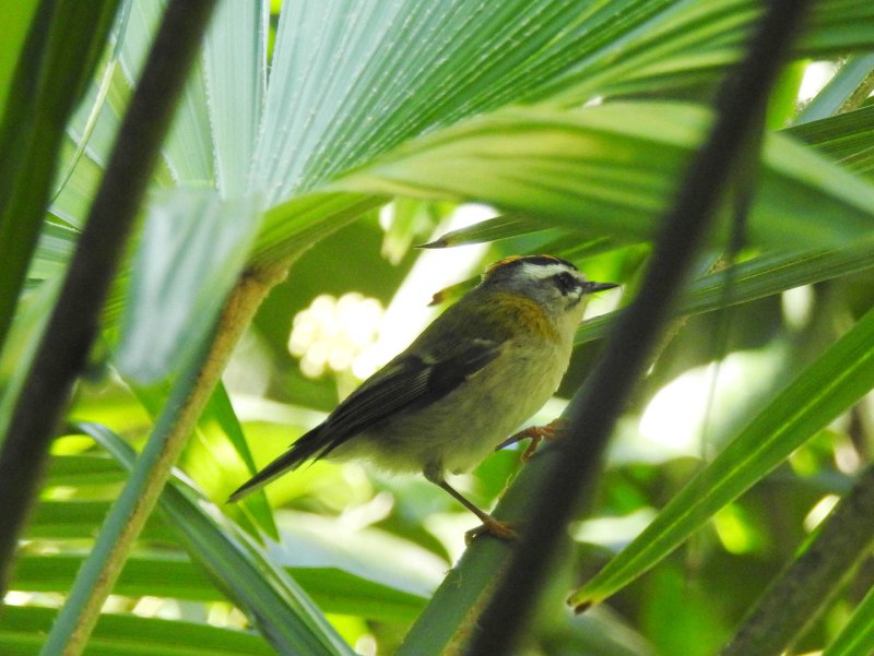 Regulus ignicapillus