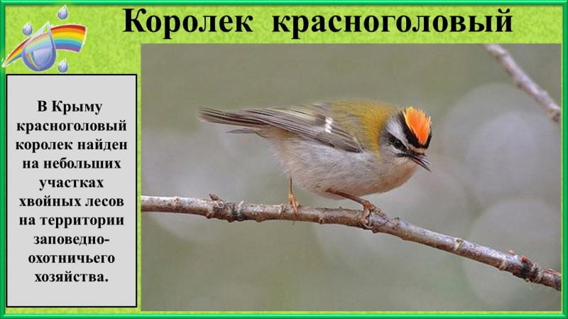 Королек красноголовый в Крыму