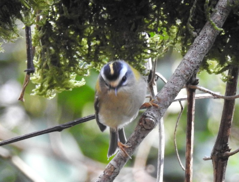 Regulus ignicapillus