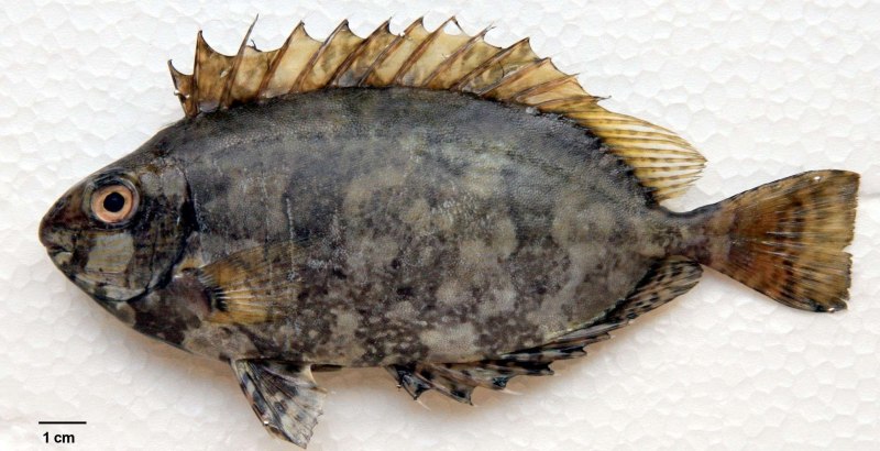Siganus rivulatus