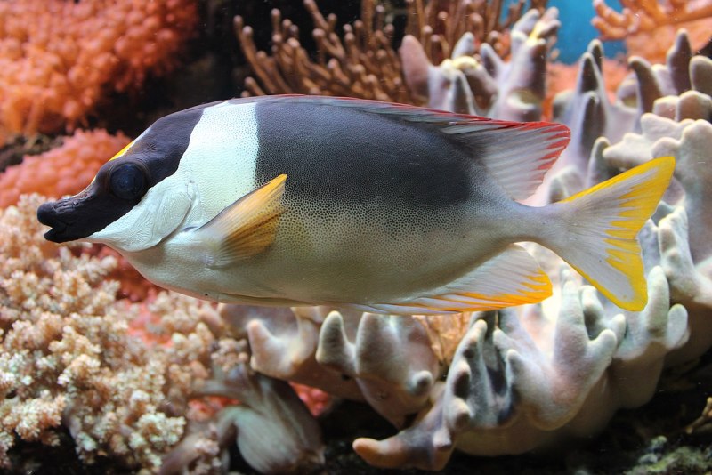 Siganus magnificus