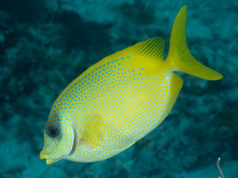 Siganus rivulatus
