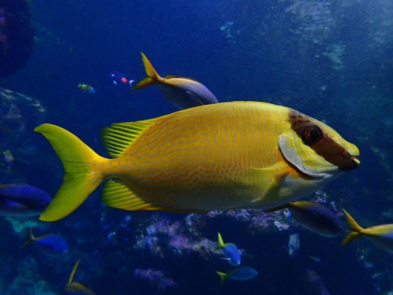 Siganus guttatus