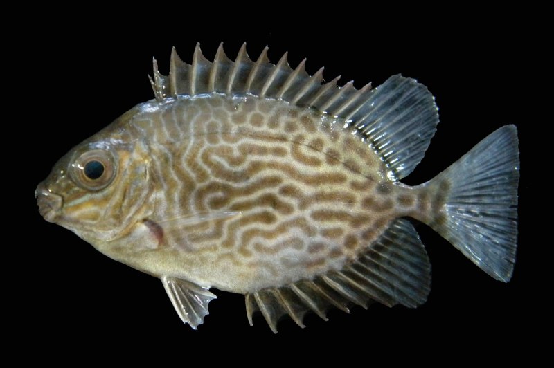 Siganus vermiculatus