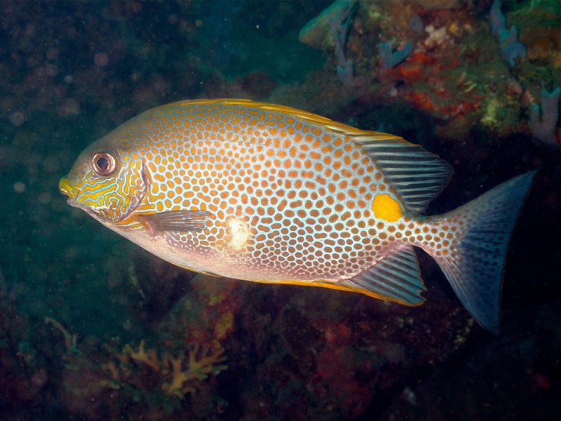 Siganus rivulatus
