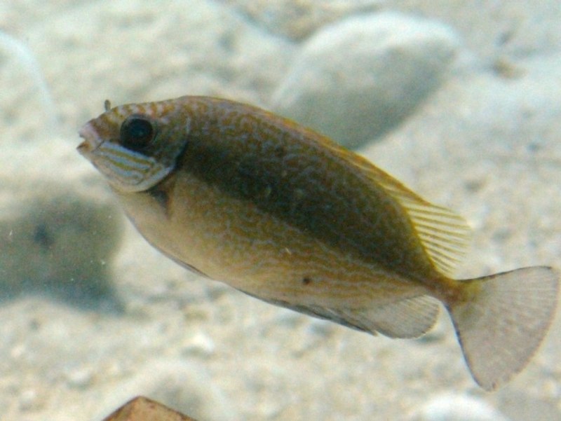Siganus luridus