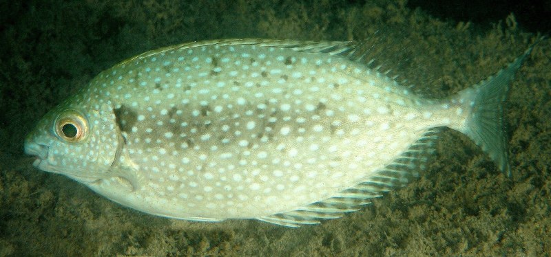 Siganus canaliculatus