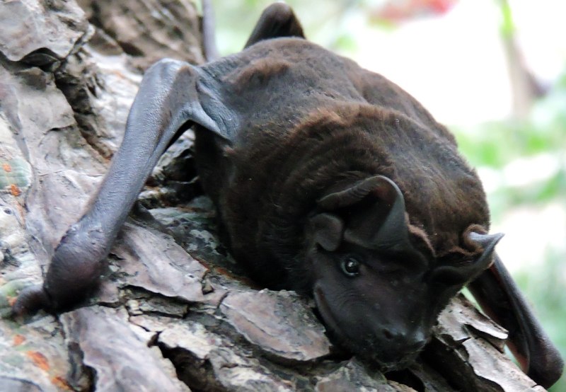 Glyphoglossus Molossus