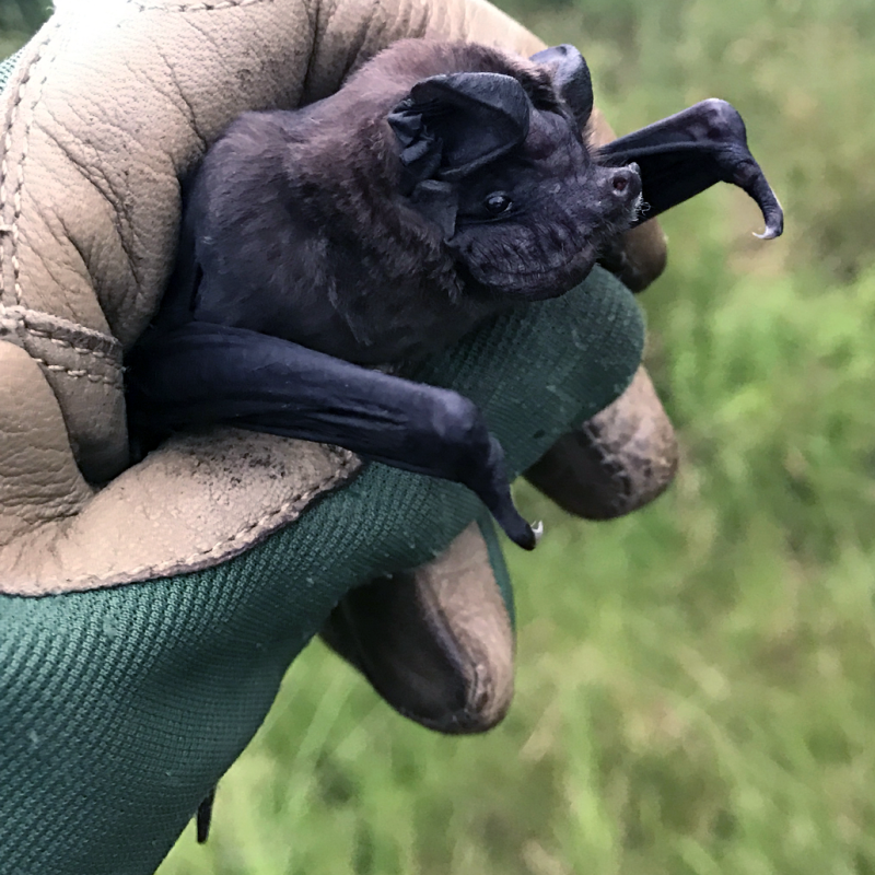 Mastiff bat