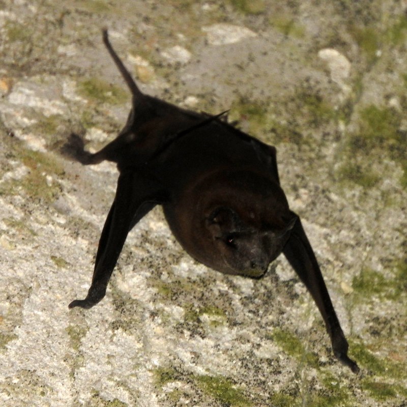 Molossus bat
