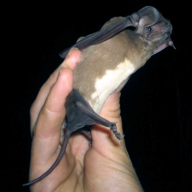 La touche's free-tailed bat