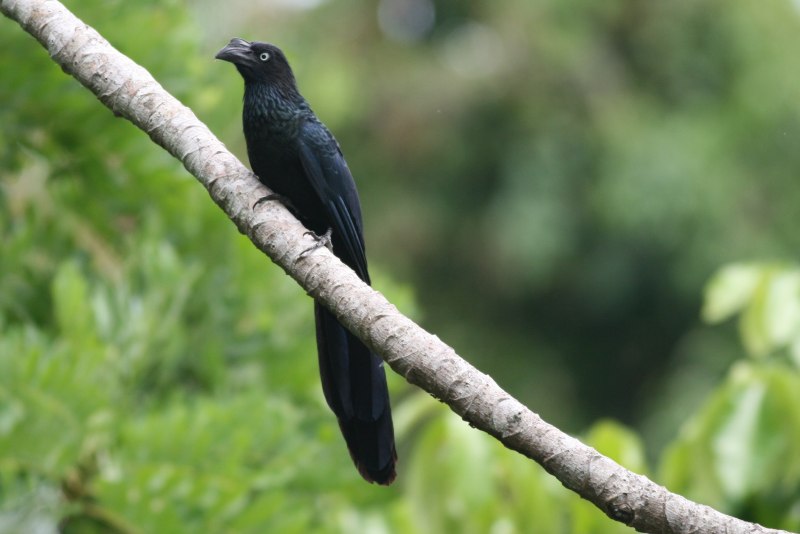 Crotophaga Major