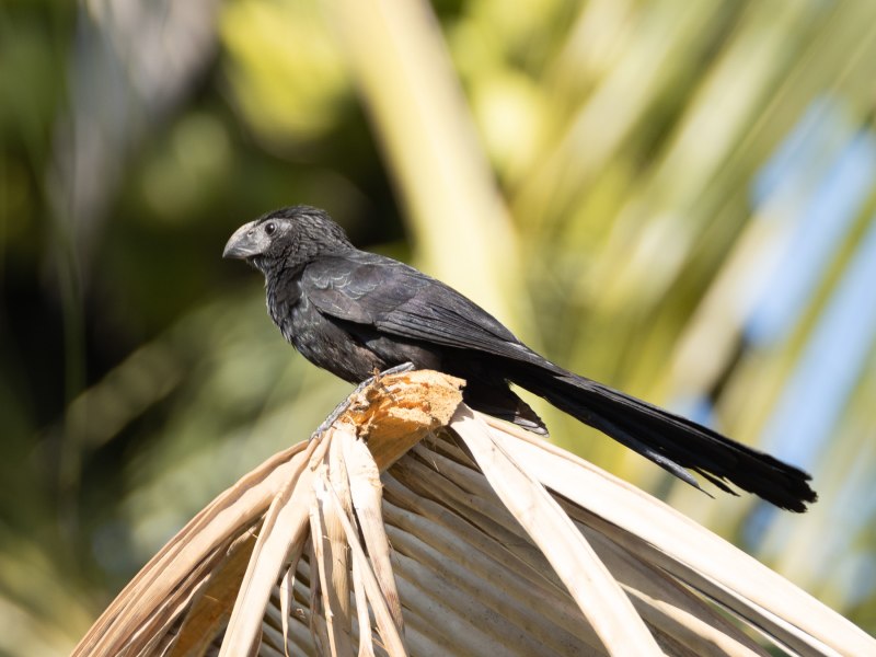 Crotophaga sulcirostris
