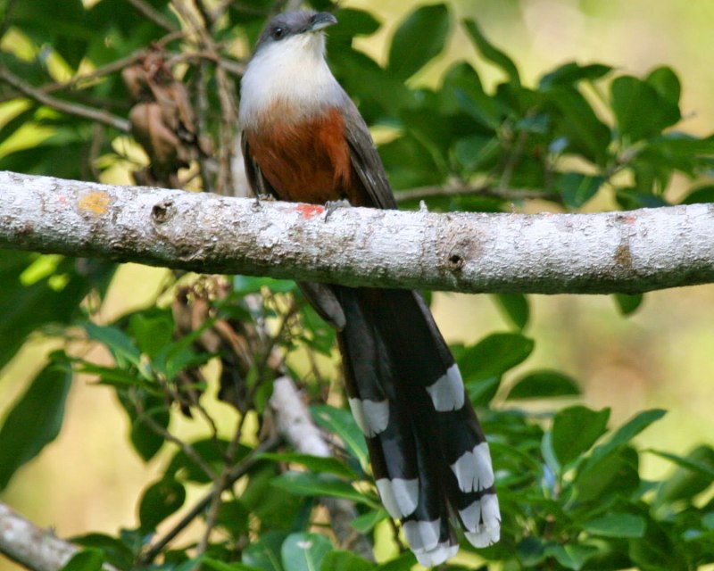 Chestnut-bellied Cuckoo