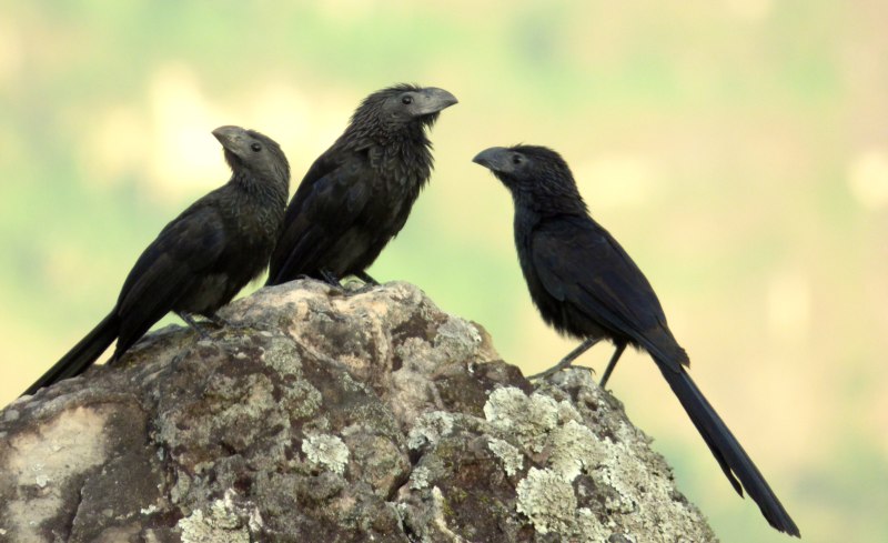 Crotophaga sulcirostris