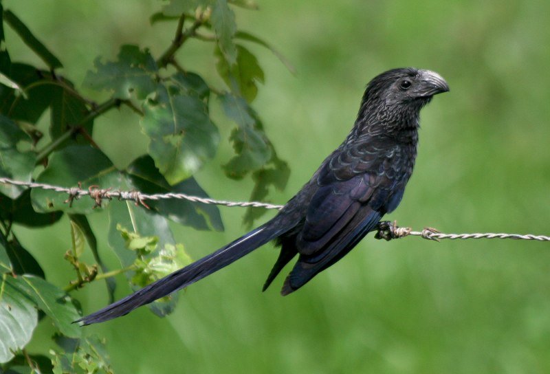 Crotophaga sulcirostris