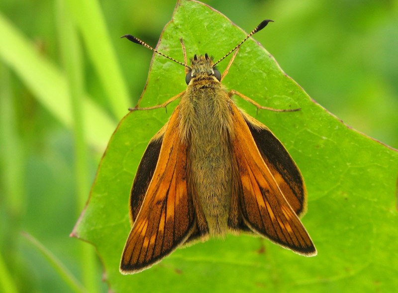 Толстоголовка Лесная (ochlodes Sylvanus)