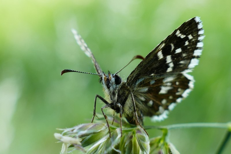 Pyrgus malvae