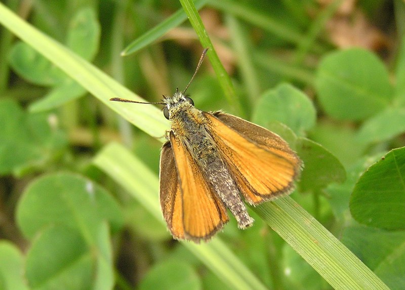 Thymelicus lineola