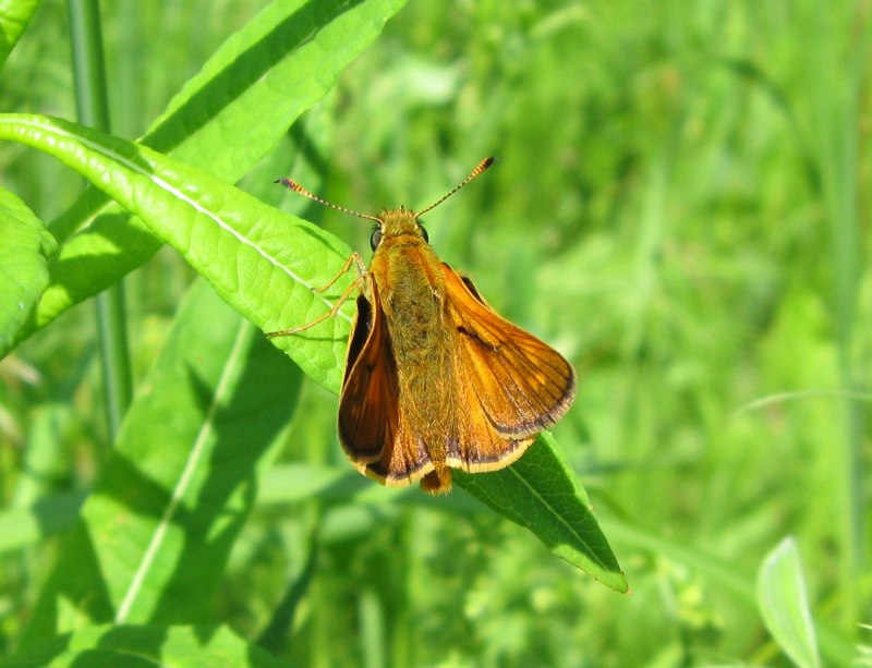 Толстоголовка Лесная (ochlodes Sylvanus)