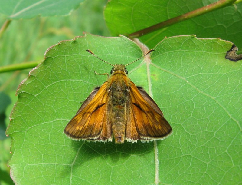 Толстоголовка Лесная (ochlodes Sylvanus)