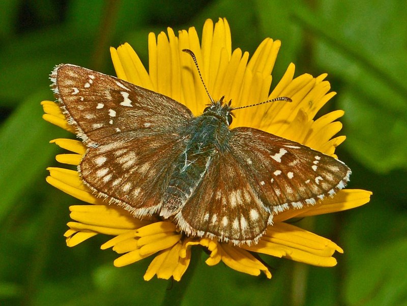 Pyrgus serratulae