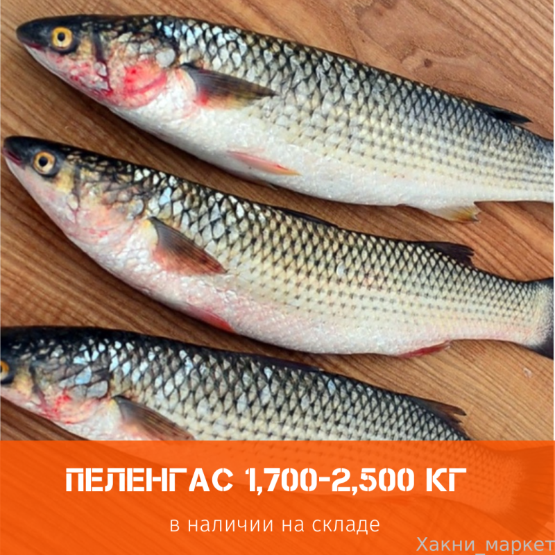 Пеленгас Дальневосточный
