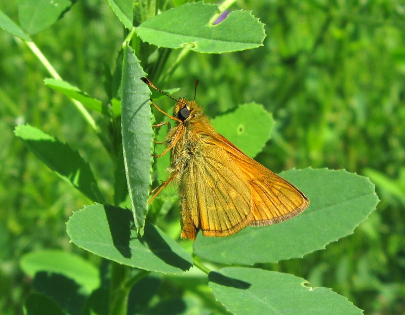 Толстоголовка Лесная (ochlodes Sylvanus)