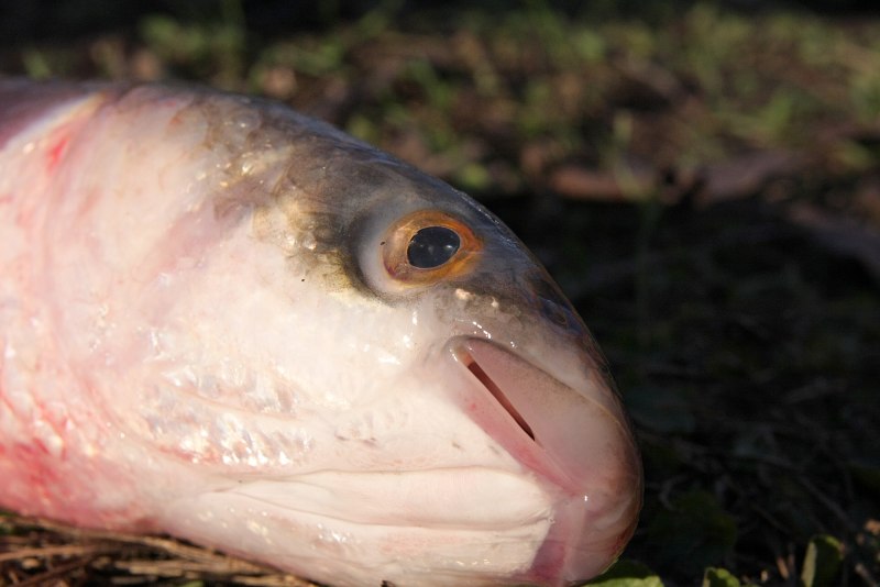 Liza haematocheilus