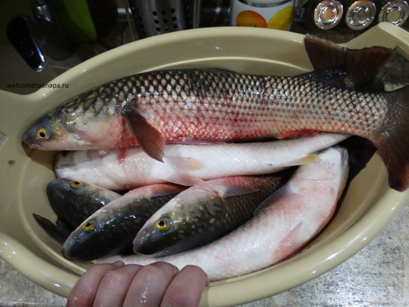Рыба пеленгас Кубань