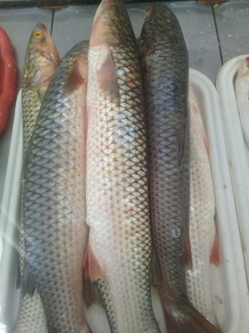 Пеленгас рыба
