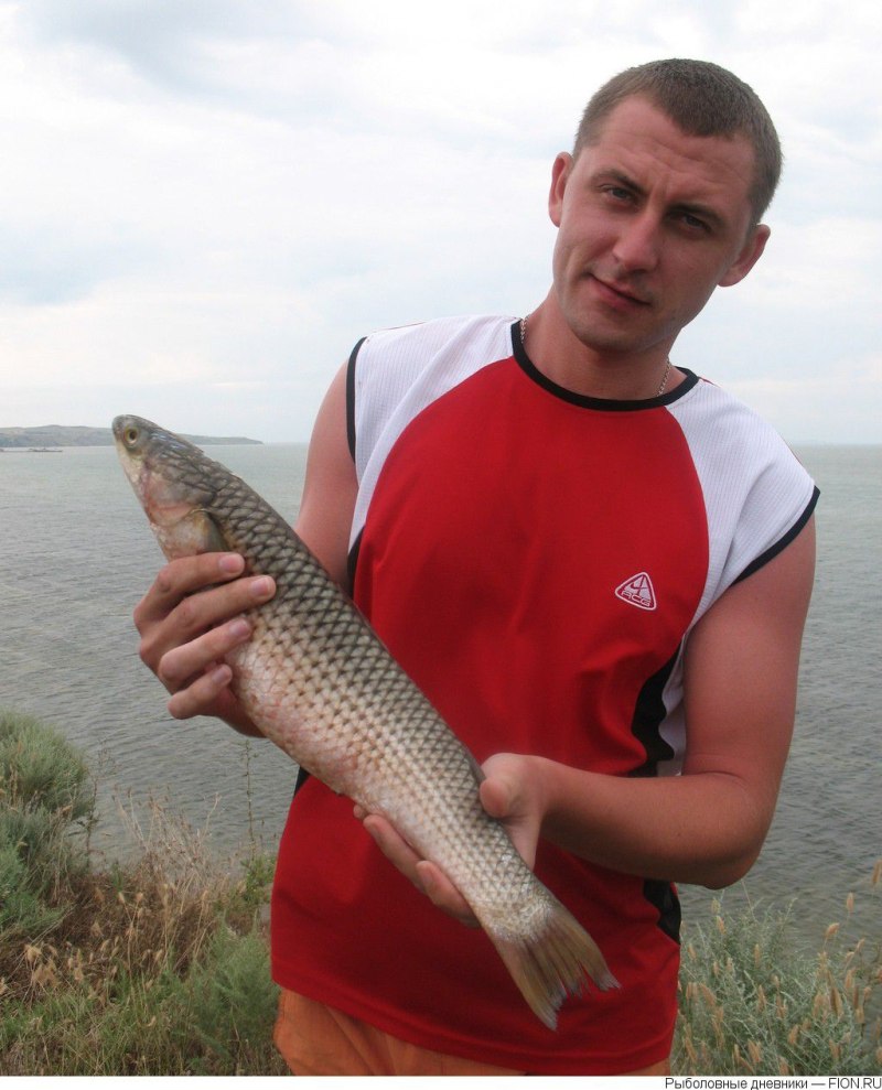 Пеленгас Азовский