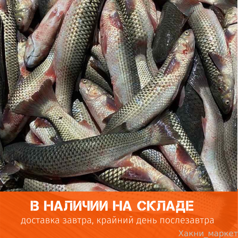Пеленгас рыба