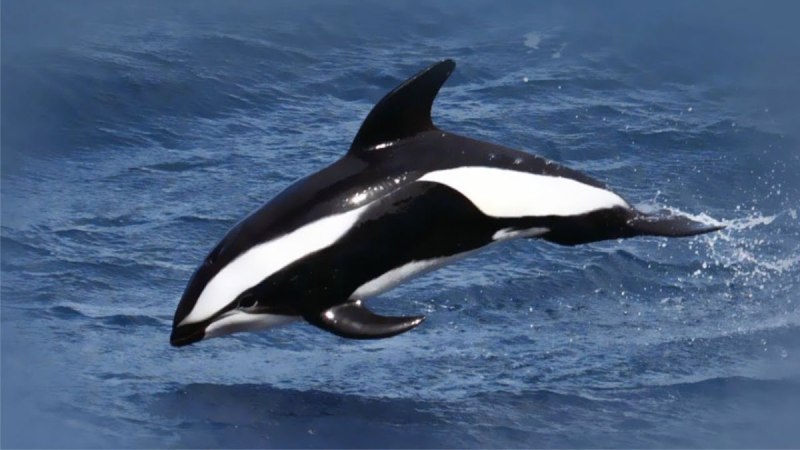 Hourglass Dolphin
