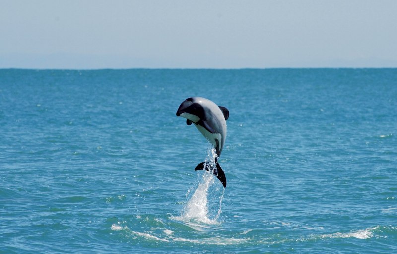 Дельфин Гектора Cephalorhynchus hectori