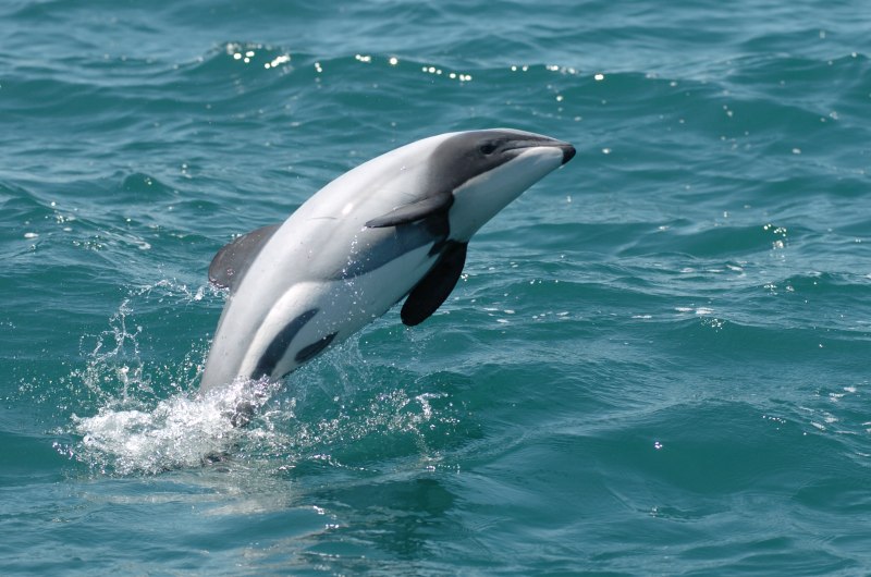 Дельфин Гектора Cephalorhynchus hectori