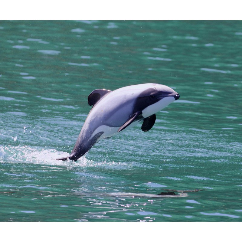 Дельфин Гектора Cephalorhynchus hectori