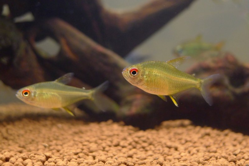 Hyphessobrycon pulchripinnis