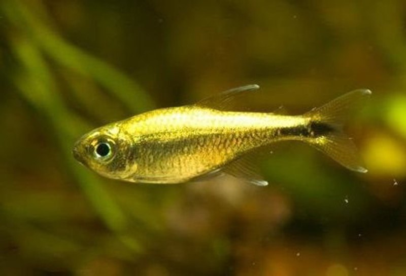 Hemigrammus rodwayi