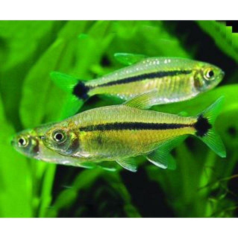 Тетра кофейная (Hyphessobrycon takasei)