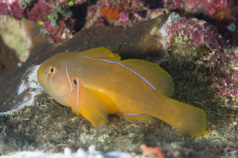Gobiodon histrio