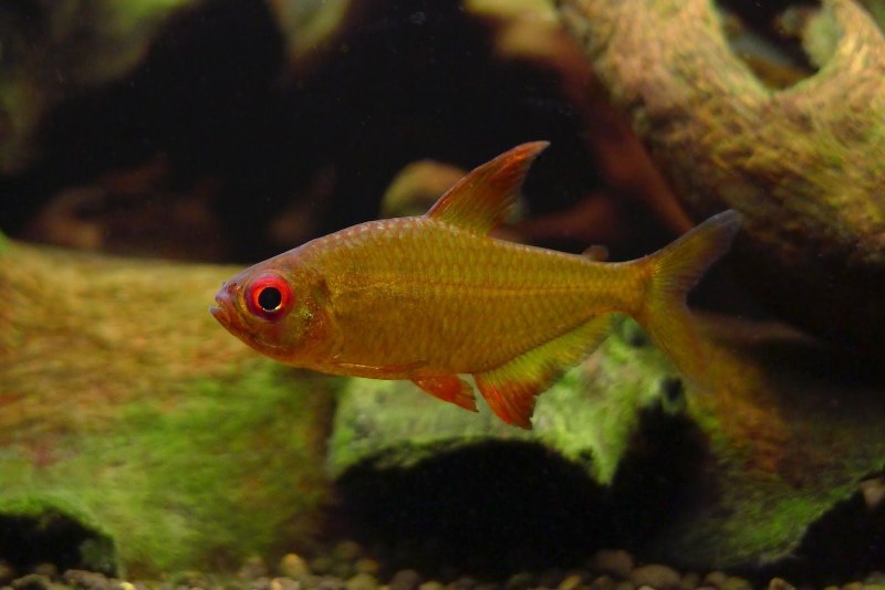 Hyphessobrycon pulchripinnis